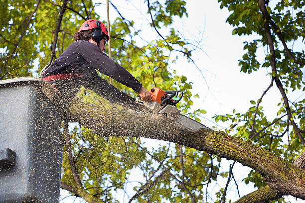 Best Leaf Removal  in USA